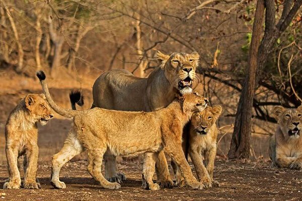 Gir National Park